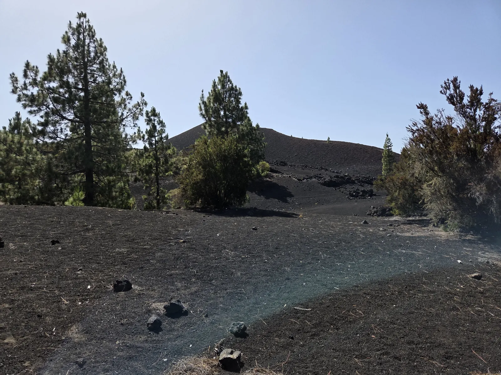 Canary Island pines growing among dark volcanic gravel and rocks beneath a low ridge