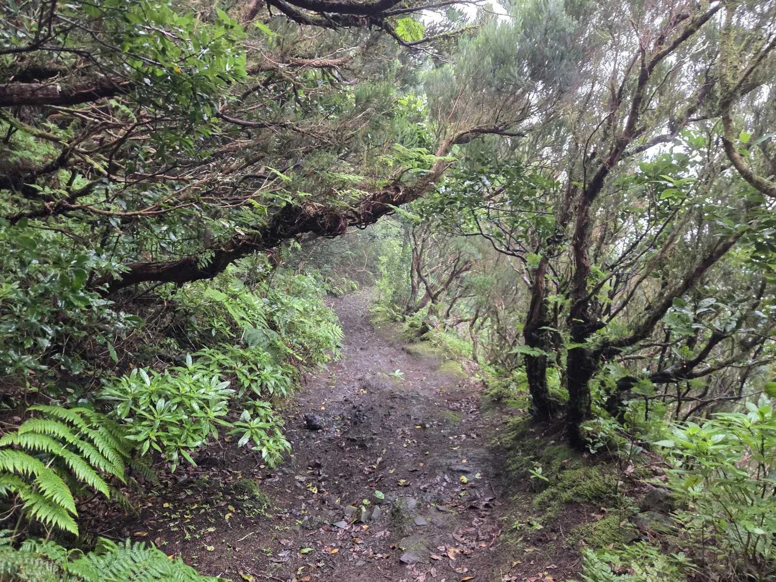 Damp woodland footpath bordered by ferns and moss-covered branches