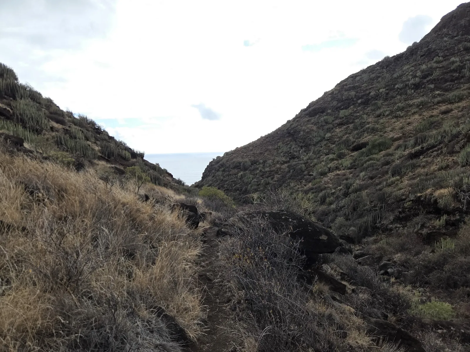 Rocky ground, dry grasses and succulent-covered slopes in Barranco de Zapata