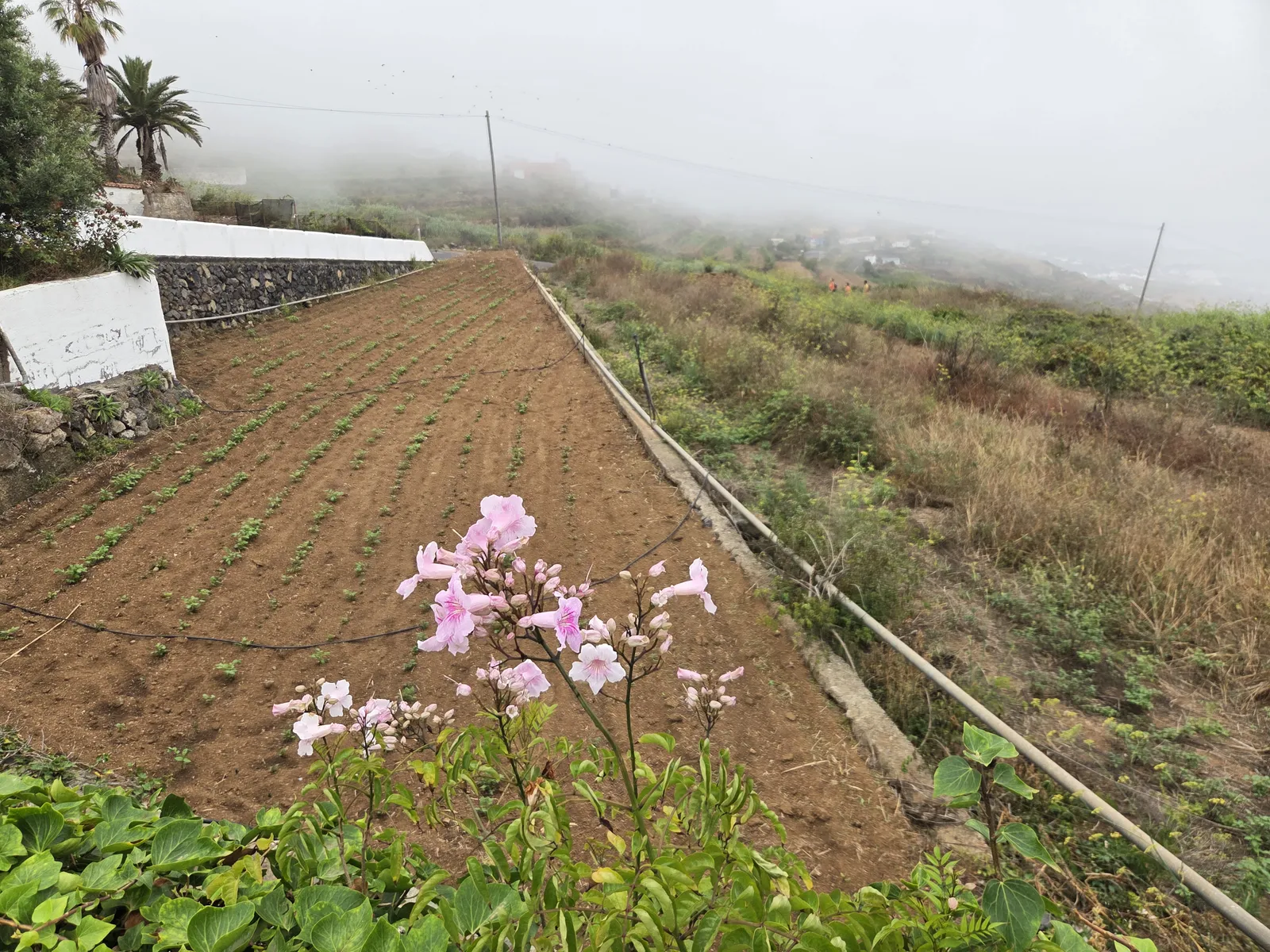 Cultivated rows beside stone walls and a narrow lane on the misty slopes above Barranco de Ruiz