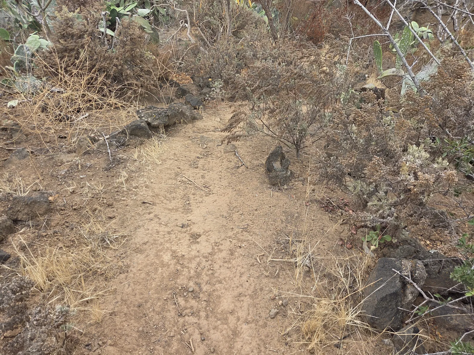 Uneven dirt and stone footpath bordered by dry vegetation and prickly pear cactus