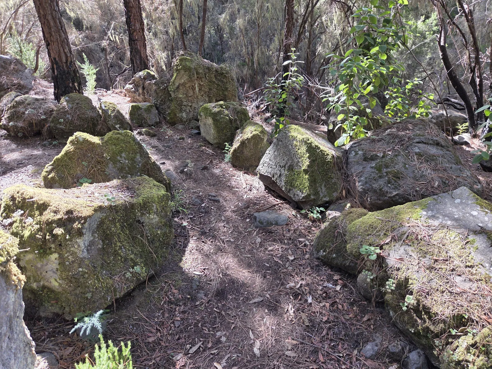 Narrow woodland footpath passing between moss-covered boulders and tree roots