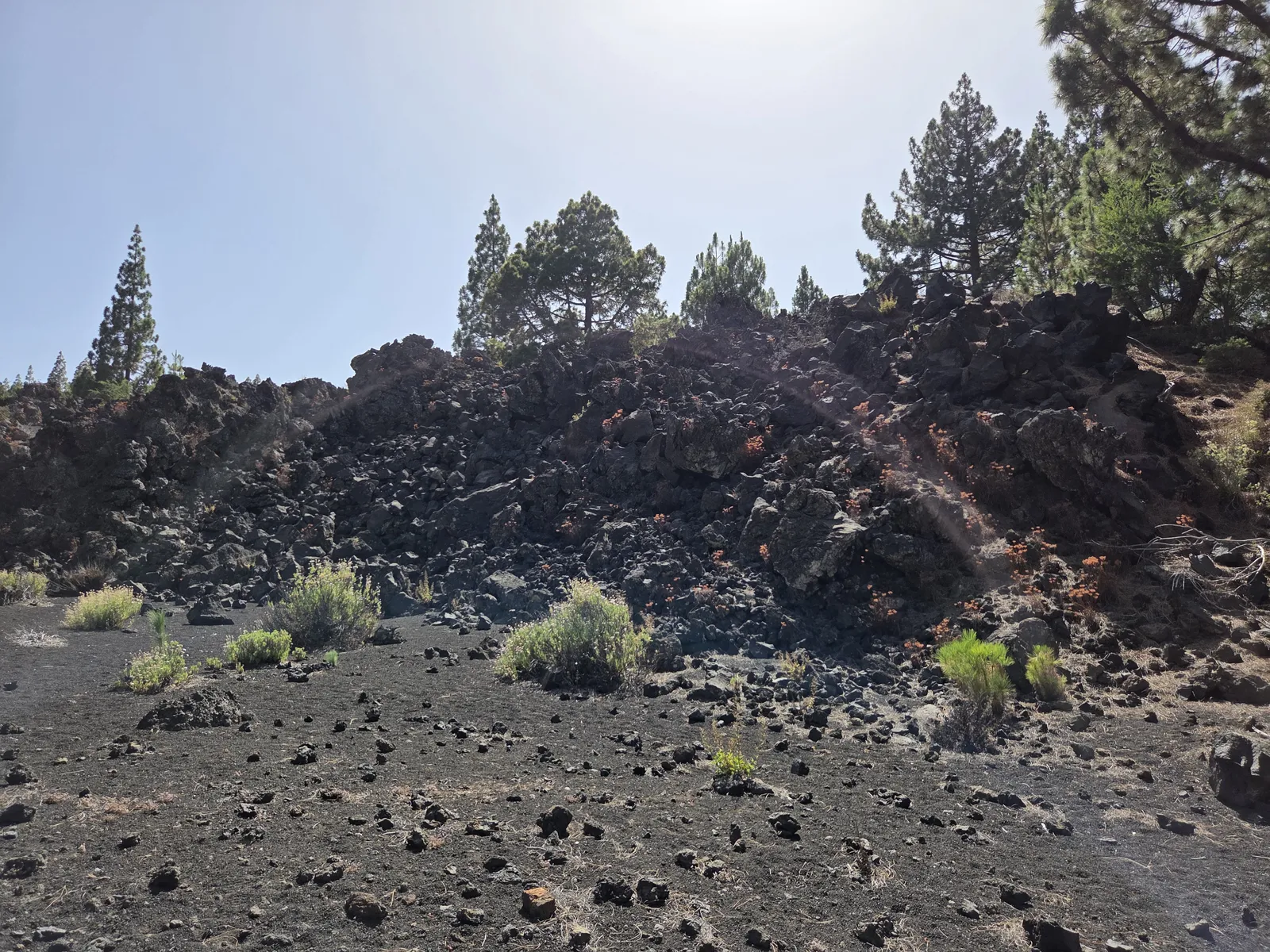 Jagged black lava formations bordered by pine trees and scattered shrubs at Chinyero
