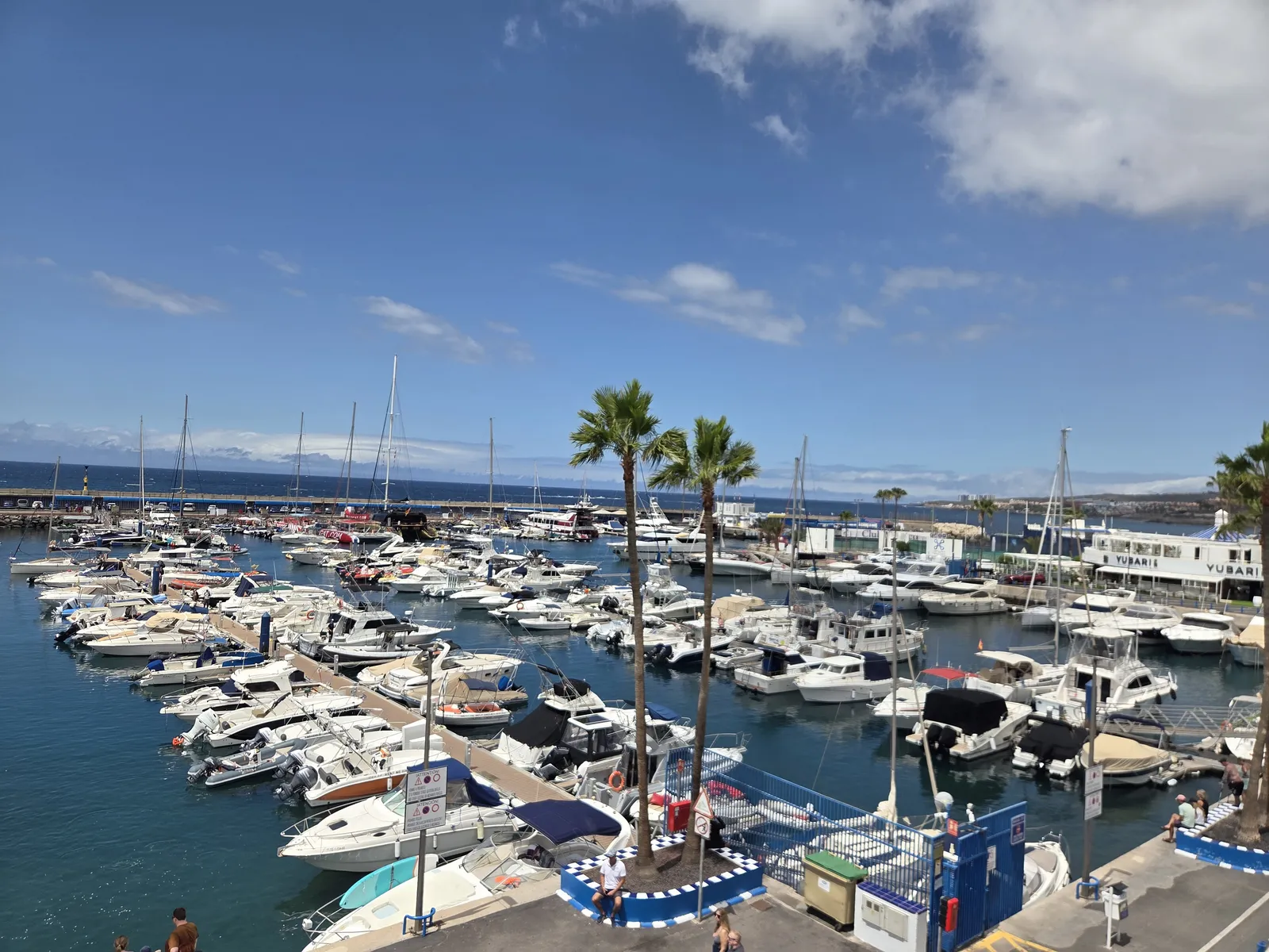 Motorboats and yachts moored beside palm trees in Puerto Colón marina