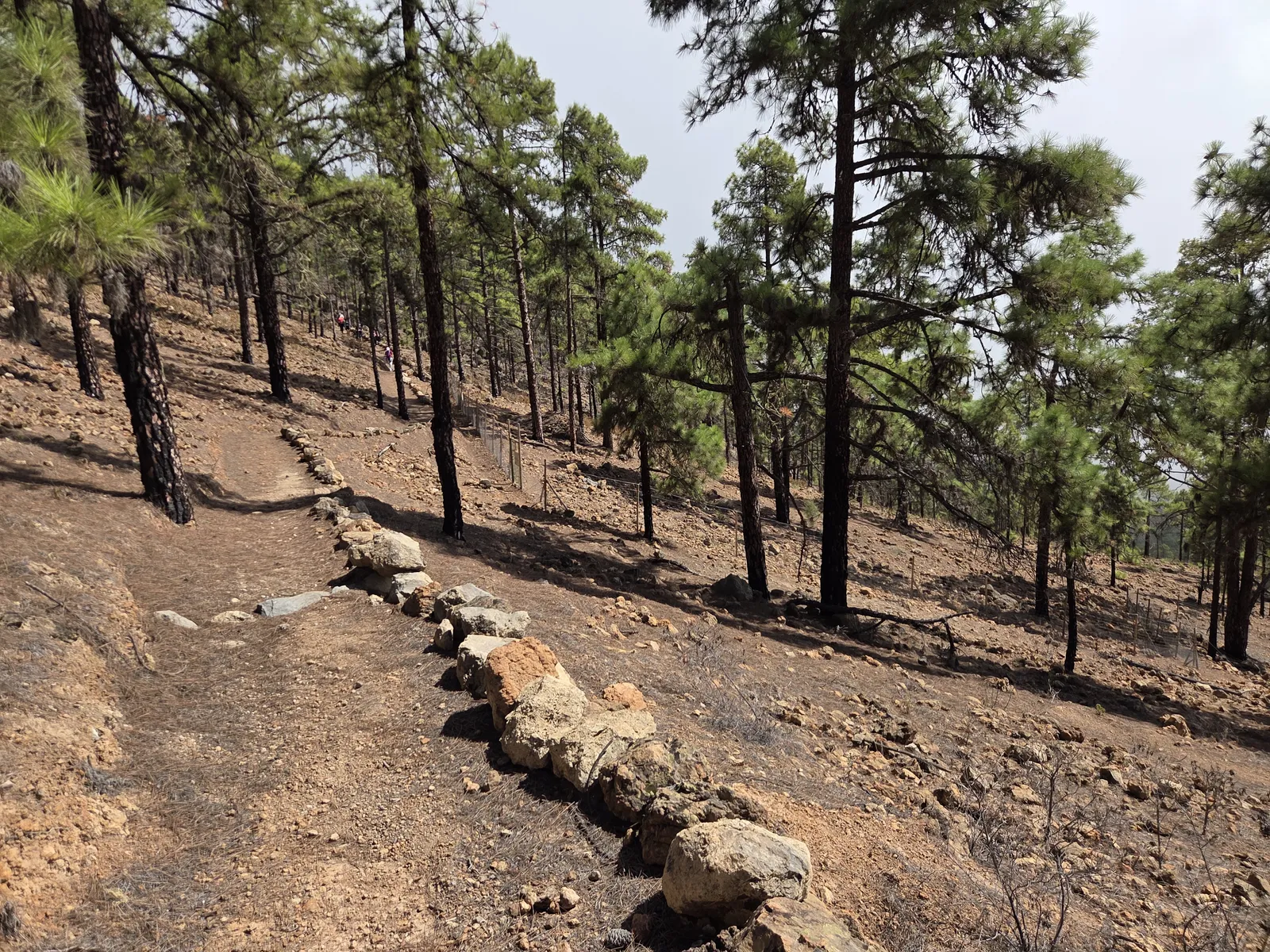 Stone-edged walking path crossing a pine-covered hillside near El Contador