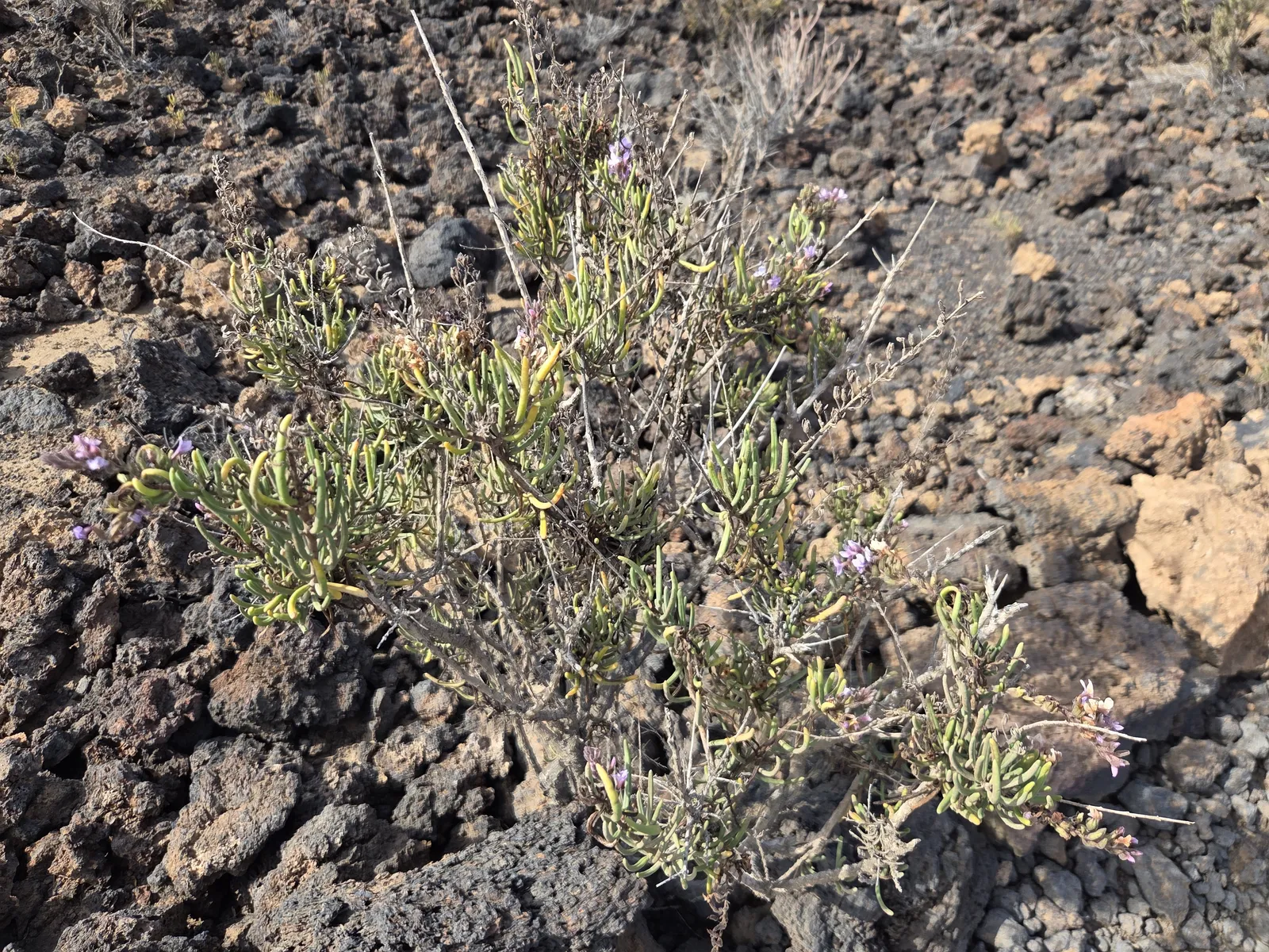 Small pale-purple flowers growing among rough volcanic rocks in Malpaís de Güímar