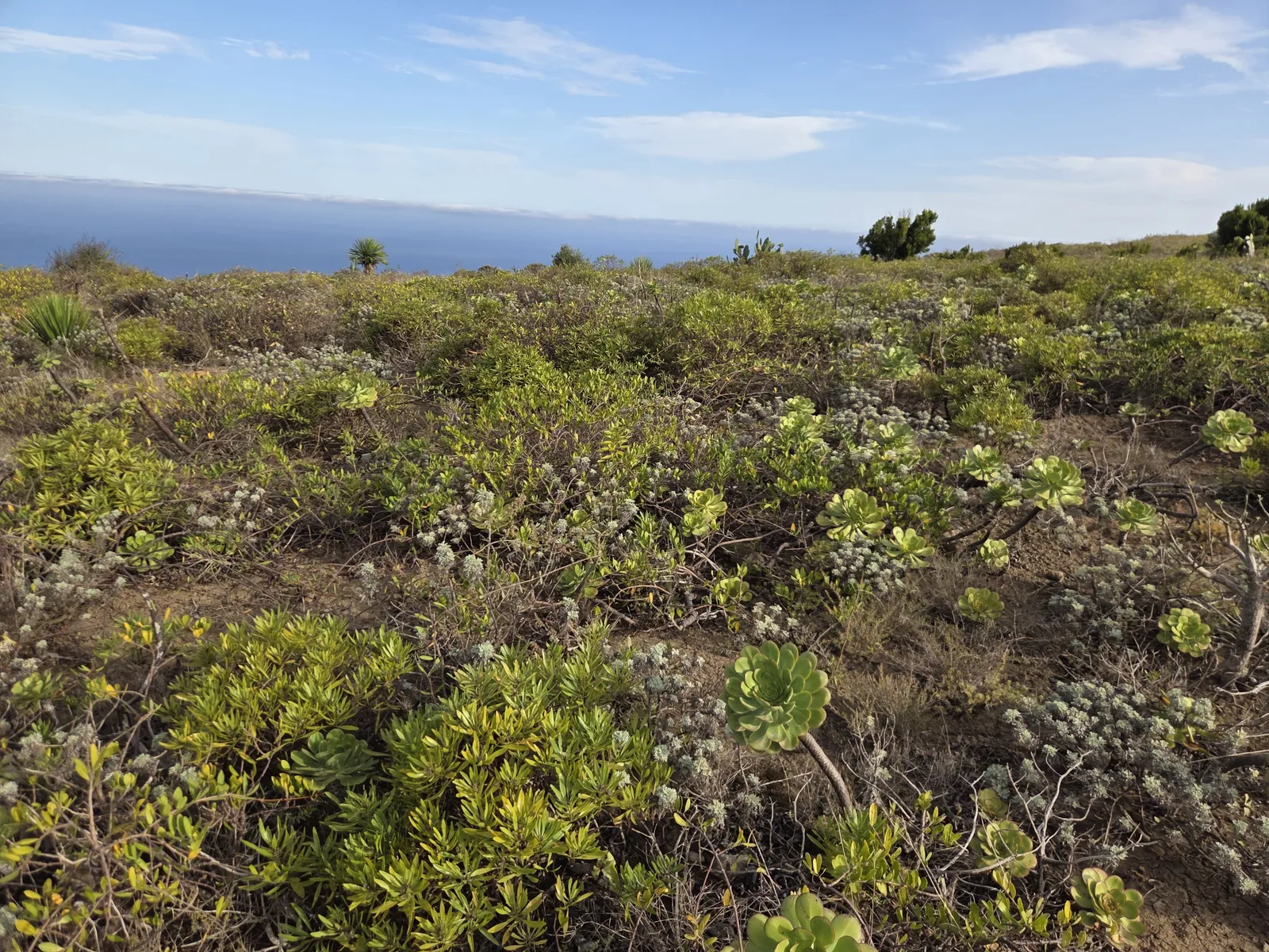 Succulent rosettes and low scrub growing across rocky ground on Mesa de Tejina