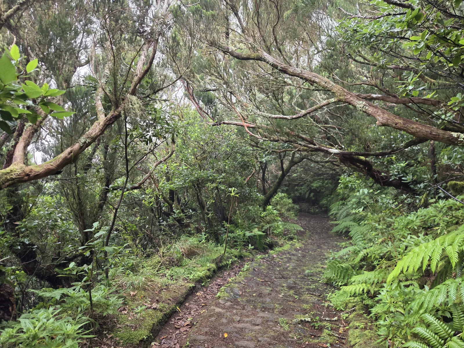 Stone path beneath twisting trees and ferns on the route between El Bailadero and Taganana